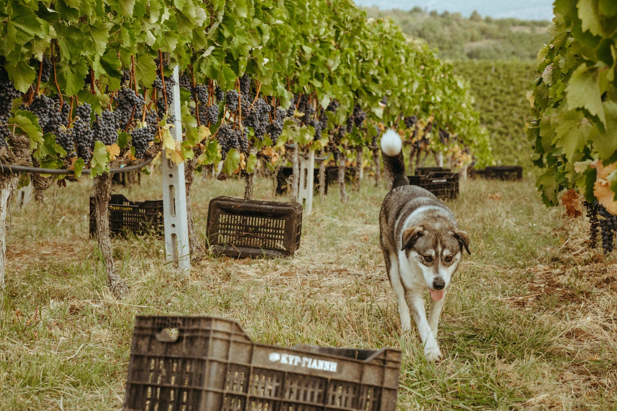 Kir-Yianni Estate — Harvest