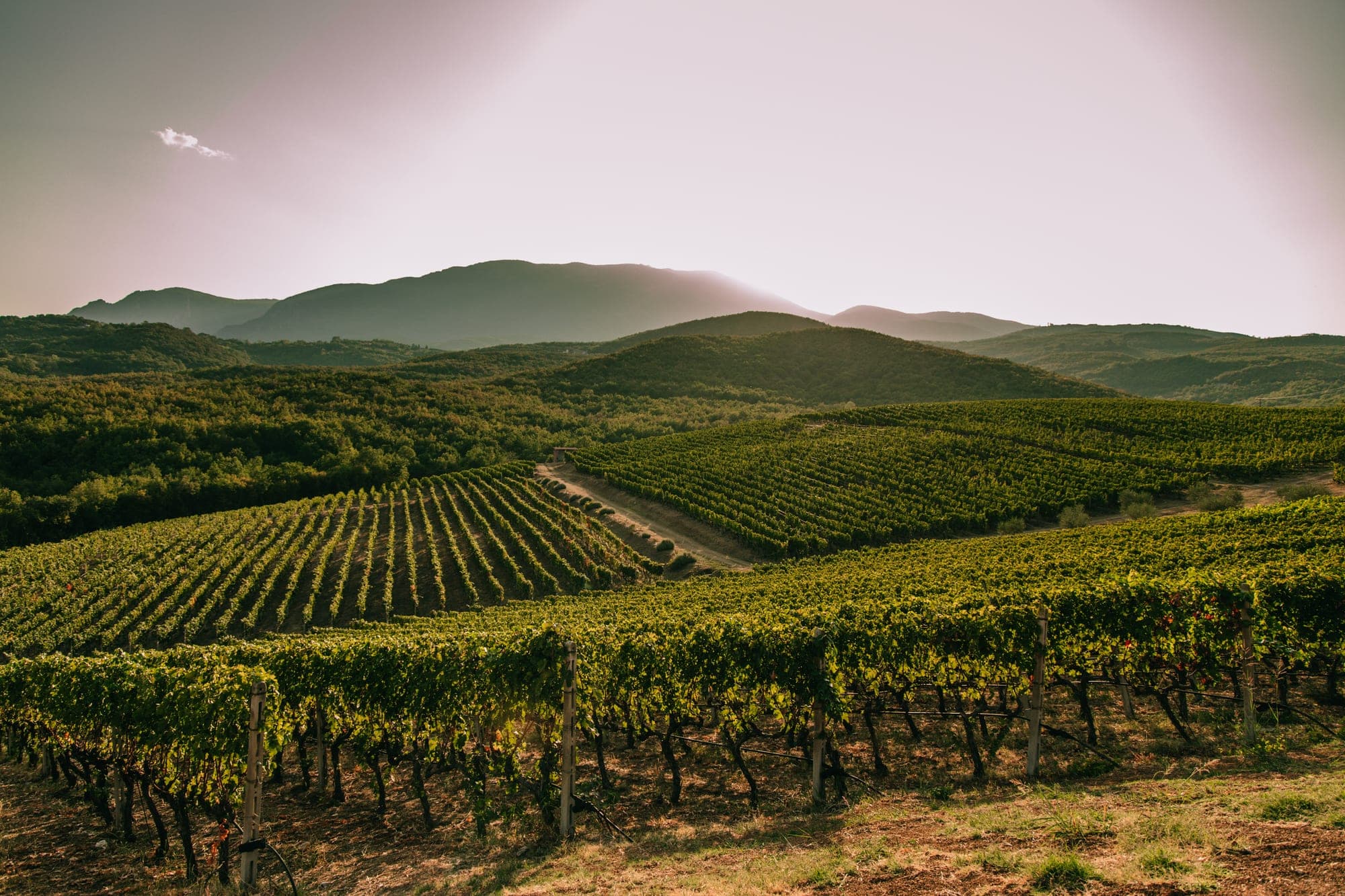 Kir-Yianni — The Vineyard