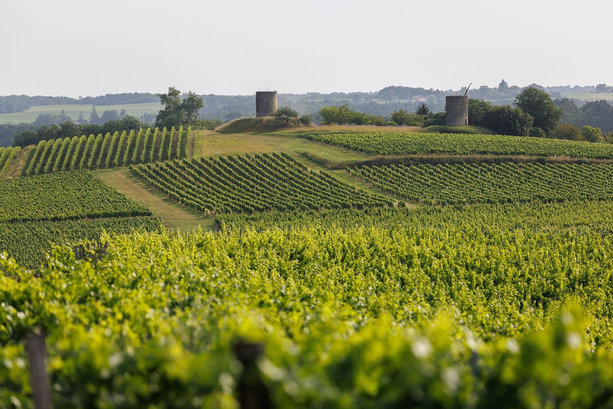 Château Roquefort — Vineyard