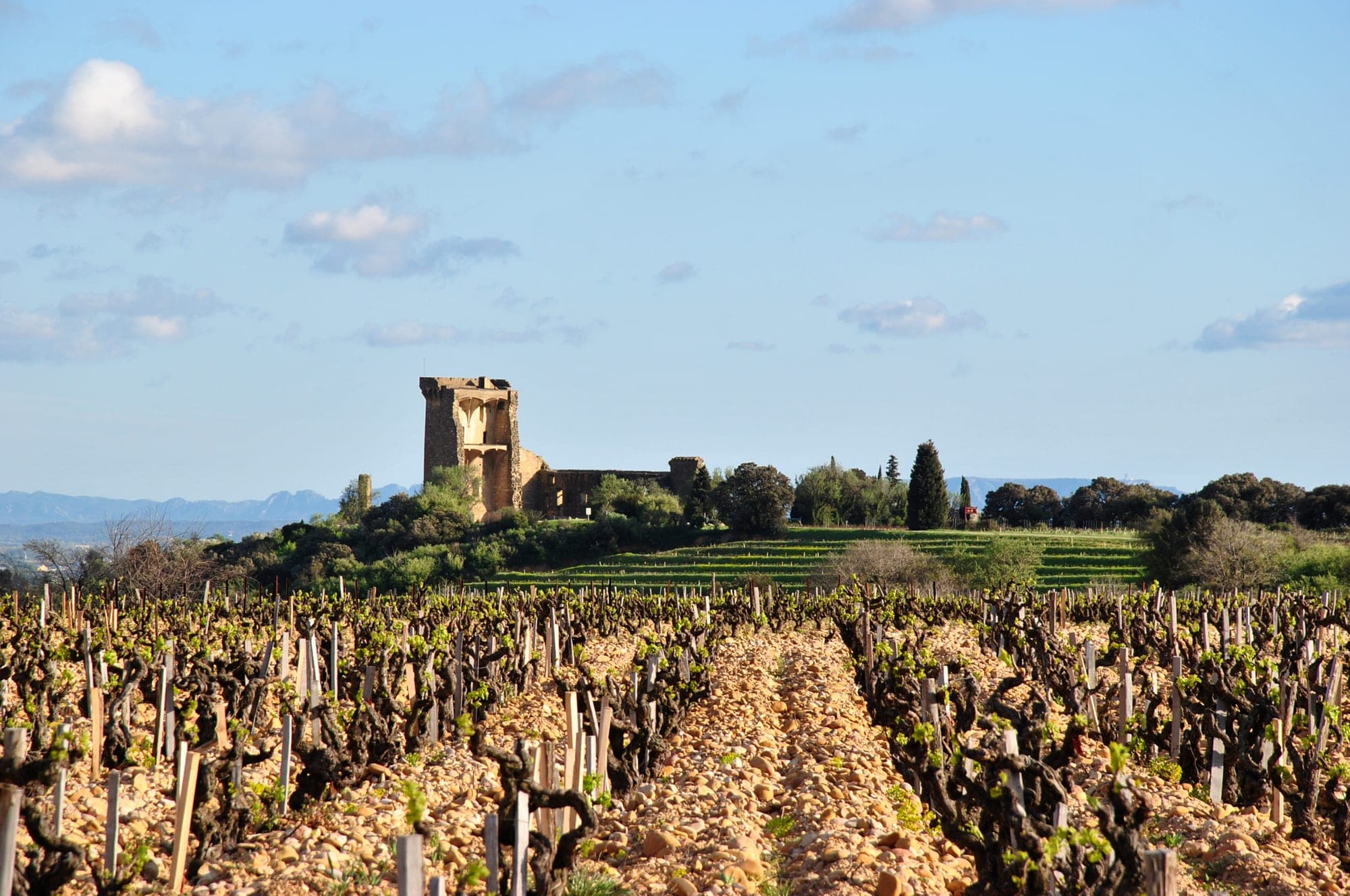 Domaine Duseigneur — Vineyard