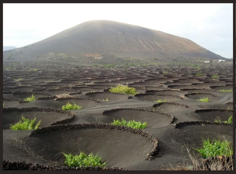 Vineyards on Lanzarote
