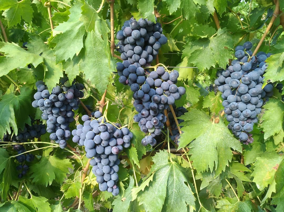 Antolini gallery image 2