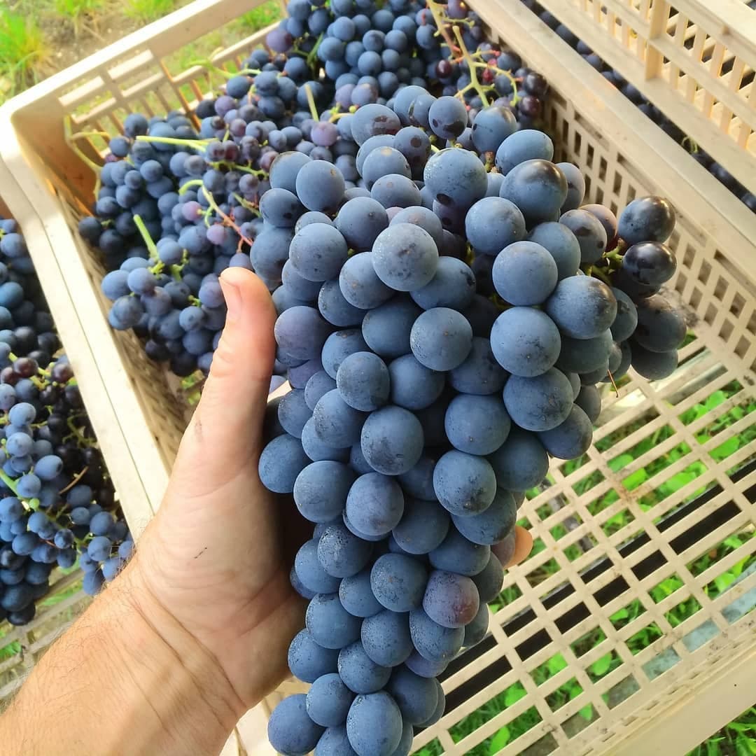 Antolini gallery image 1