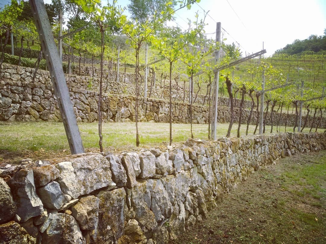 Antolini gallery image 4