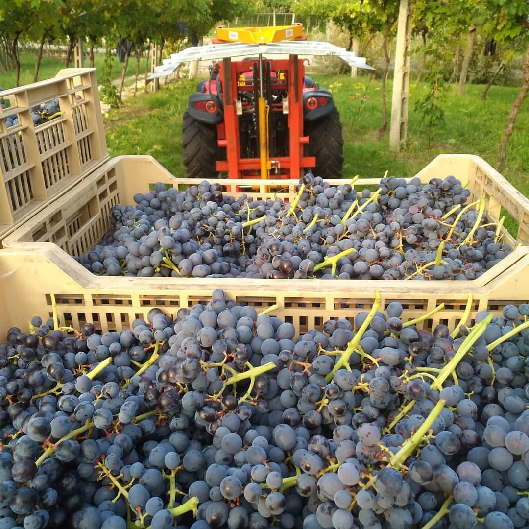 Antolini gallery image 3