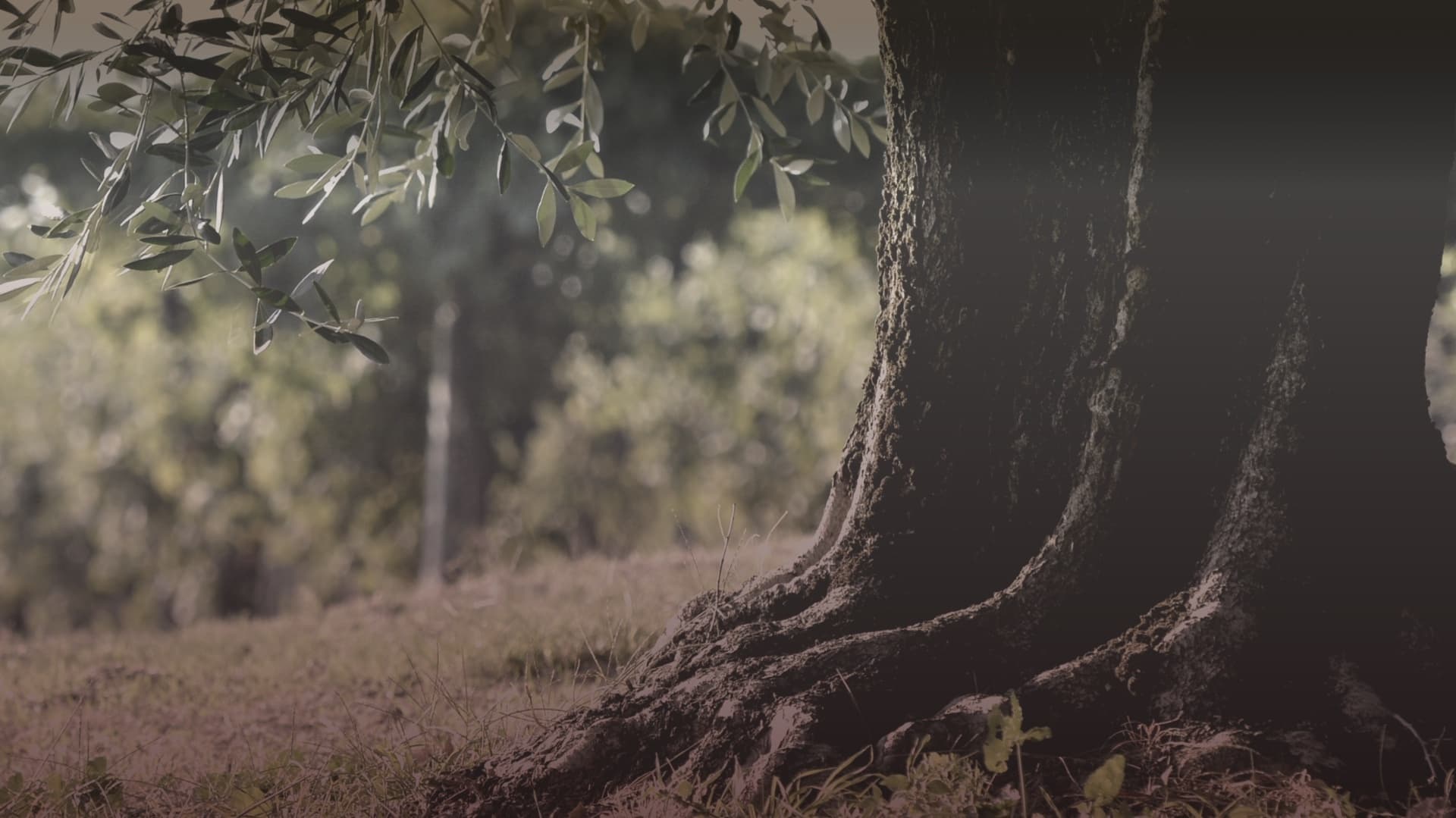 Luciano Arduini gallery image 2