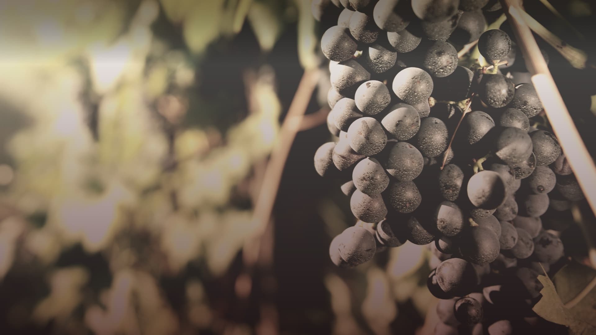 Luciano Arduini gallery image 3