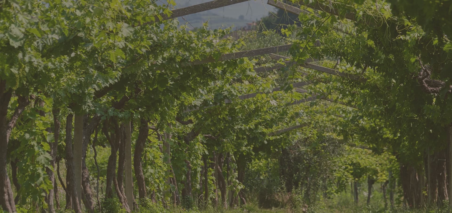 Luciano Arduini gallery image 4