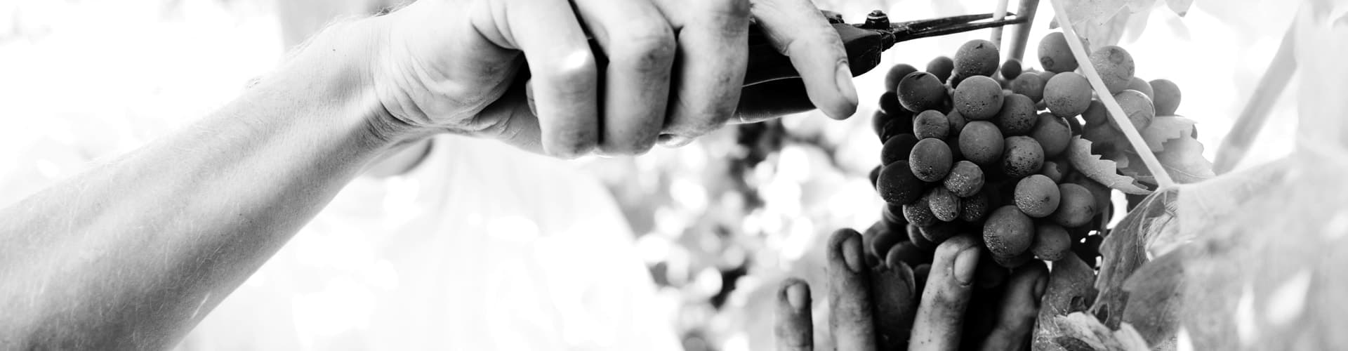 Luciano Arduini gallery image 5