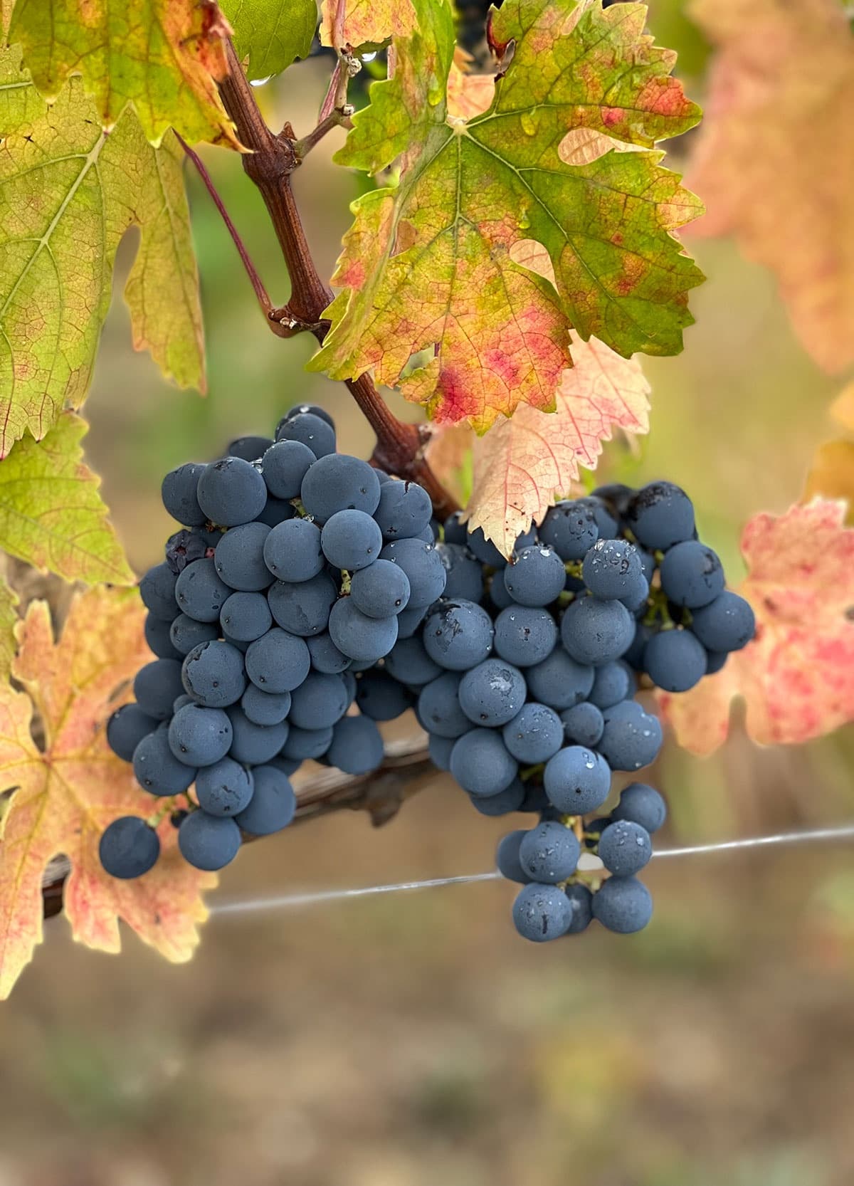 Tiberio gallery image 4