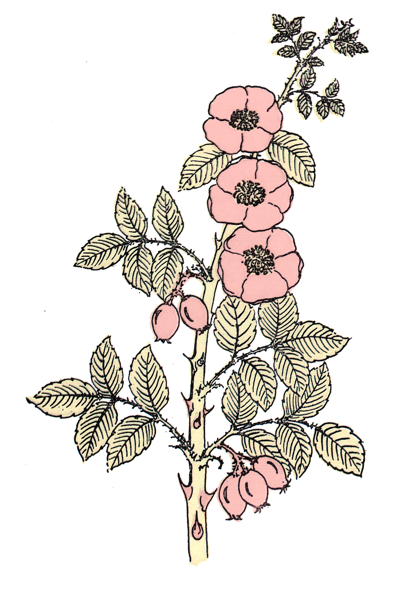 Sorelle de Nicola logo