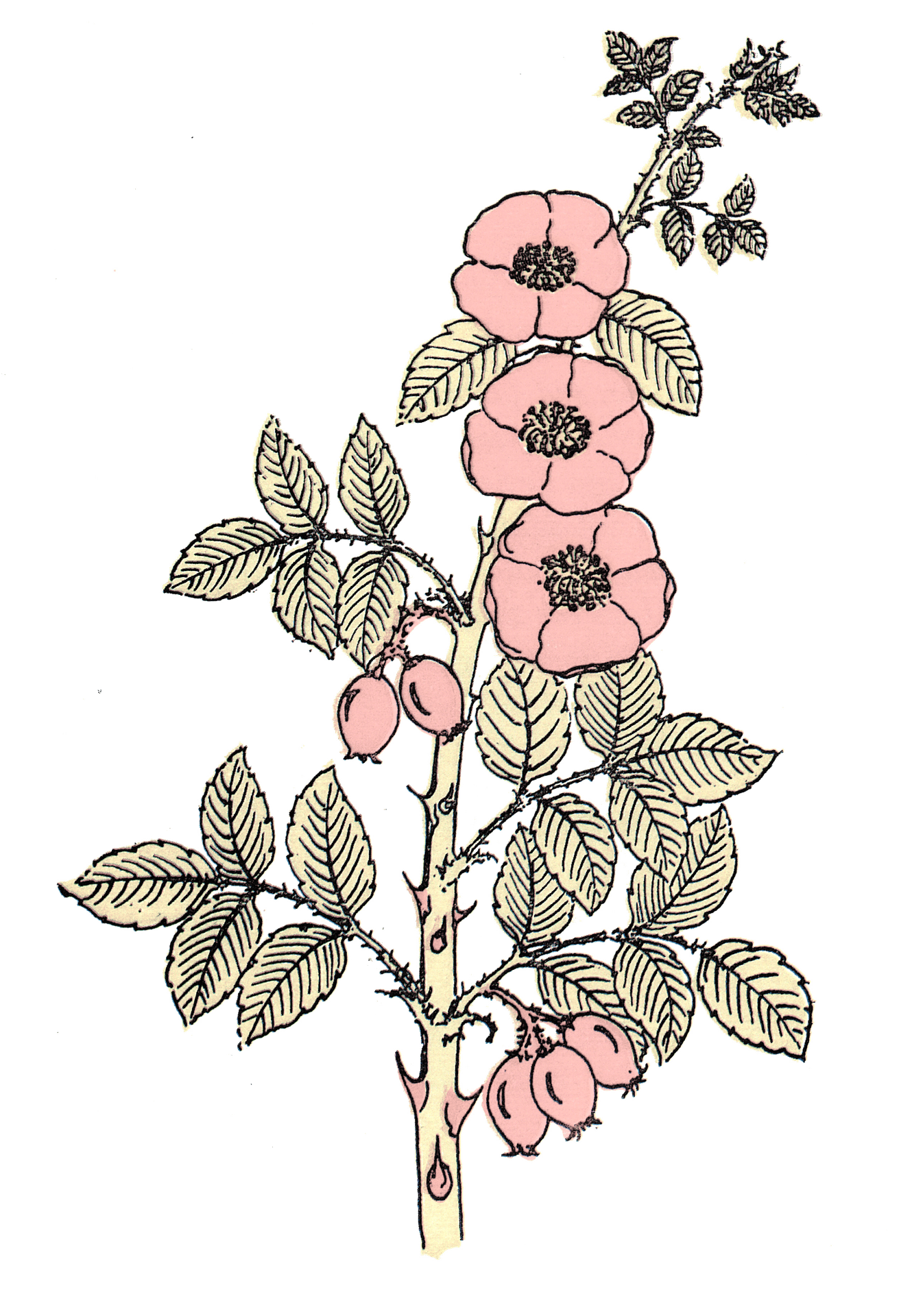 Sorelle de Nicola logo