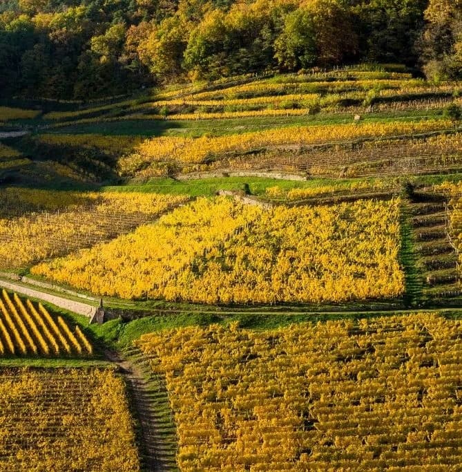 Domaine Dirler-Cadé gallery image 6