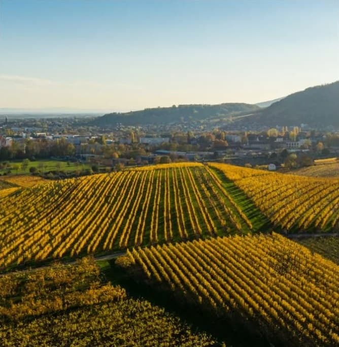 Domaine Dirler-Cadé gallery image 5