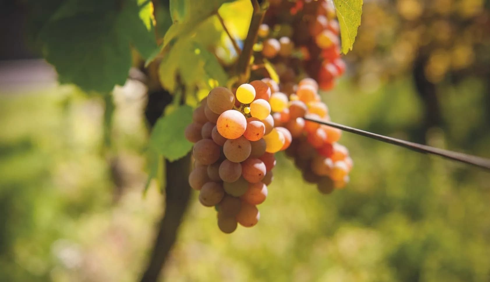 Domaine Dirler-Cadé gallery image 10