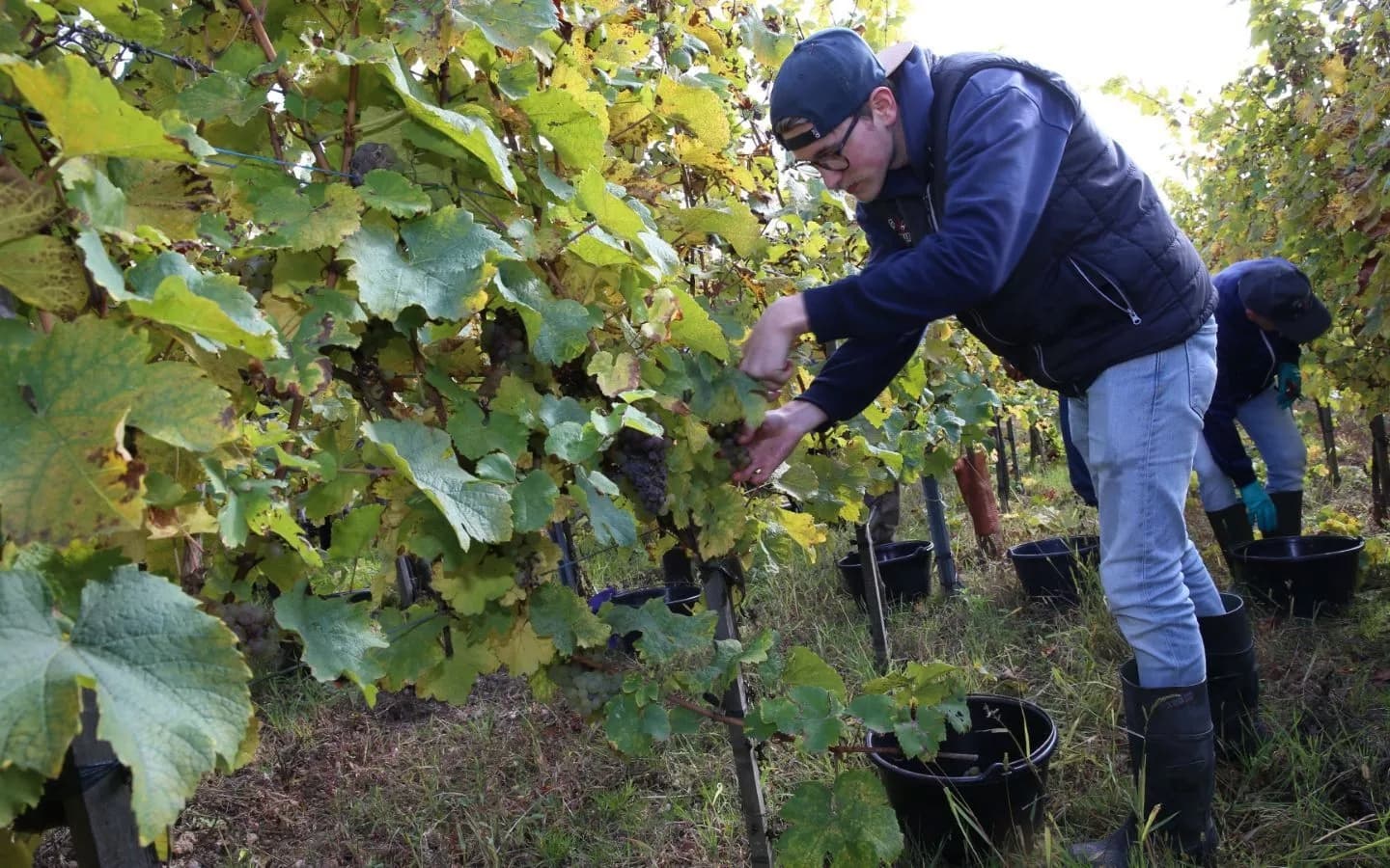 Domaine Dirler-Cadé gallery image 4