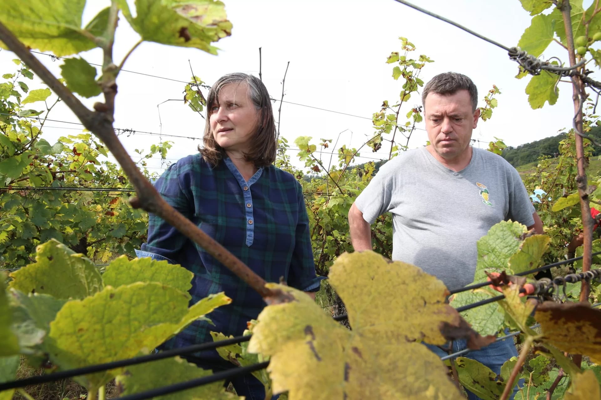 Domaine Dirler-Cadé gallery image 3