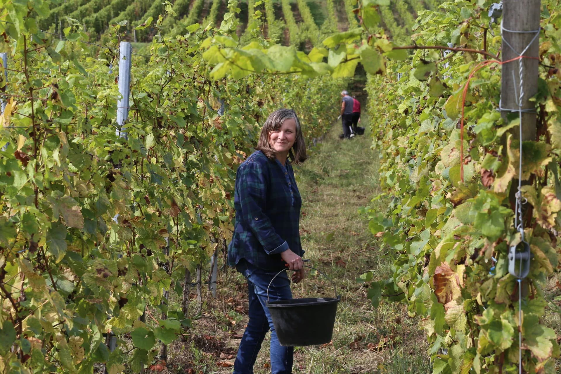 Domaine Dirler-Cadé gallery image 2