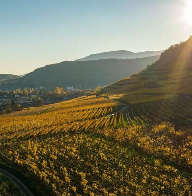 Domaine Dirler-Cadé gallery image 7