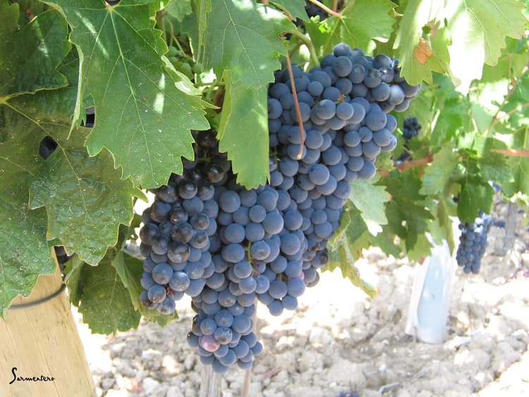 Bodega Sarmentero gallery image 1