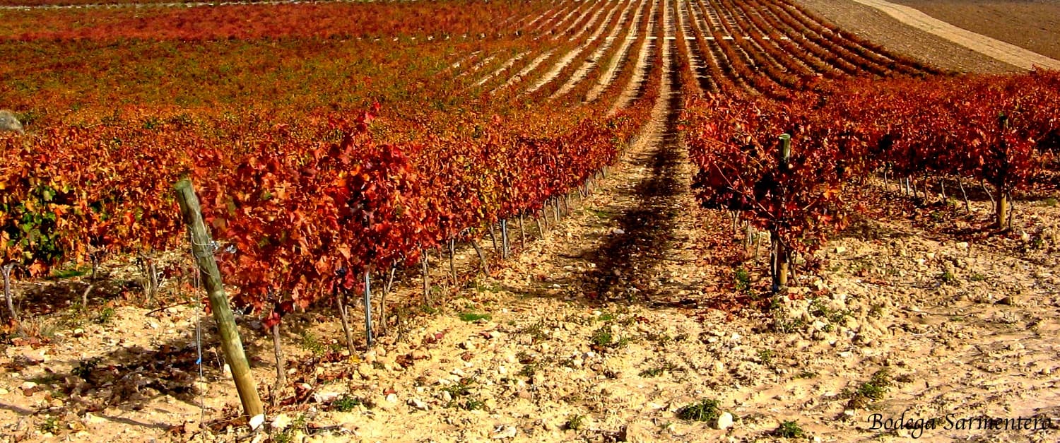 Bodega Sarmentero header