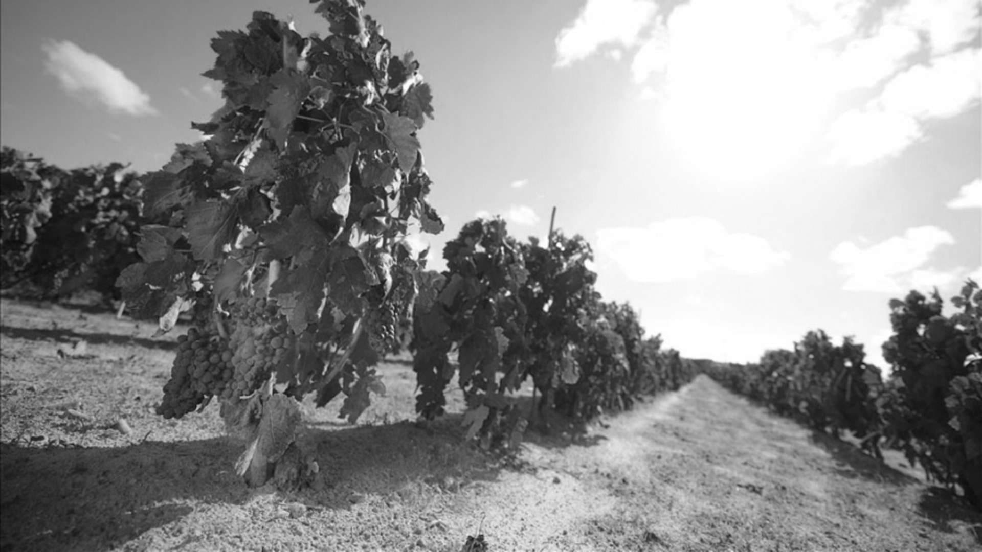 Cantina Sardus Pater header