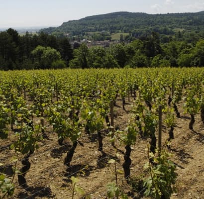 Domaine Louis Chenu & Filles gallery image 2