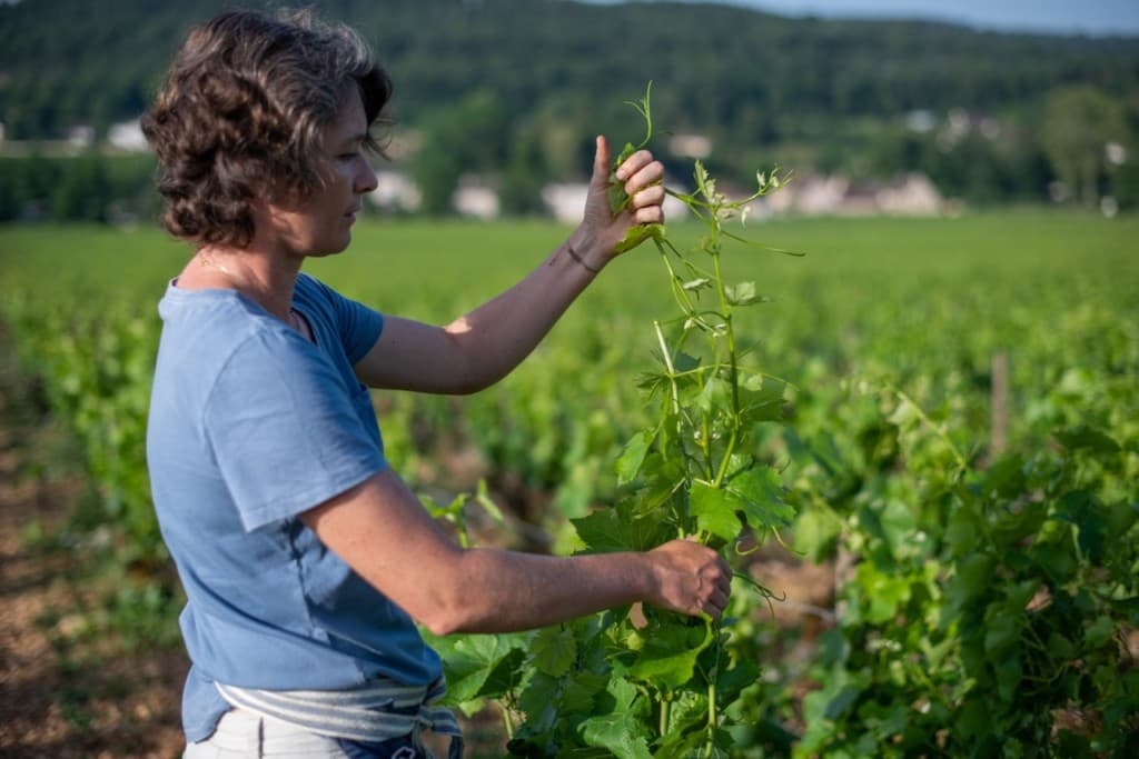 Domaine Louis Chenu & Filles gallery image 4