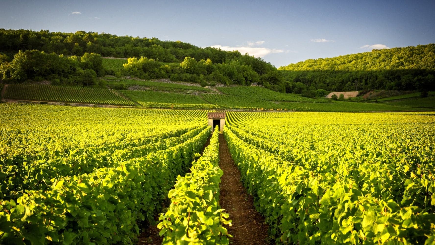 Domaine Louis Chenu & Filles header