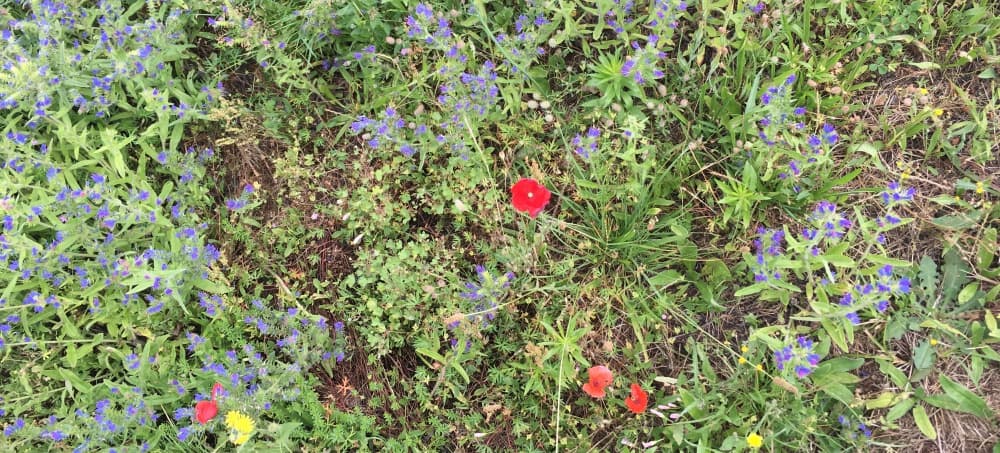 Michel Guignier gallery image 3