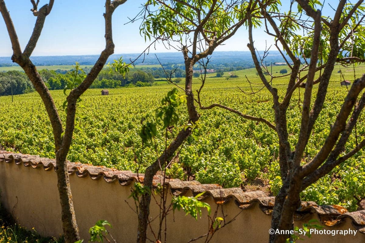 Domaine des Marrans gallery image 2