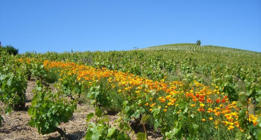 Domaine Longère gallery image 2