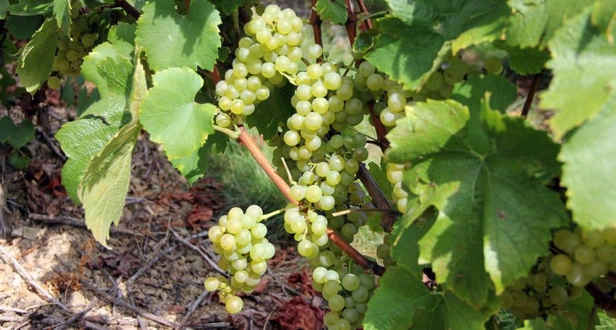 Domaine Longère gallery image 4