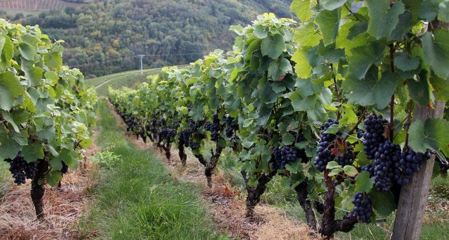 Domaine Longère header