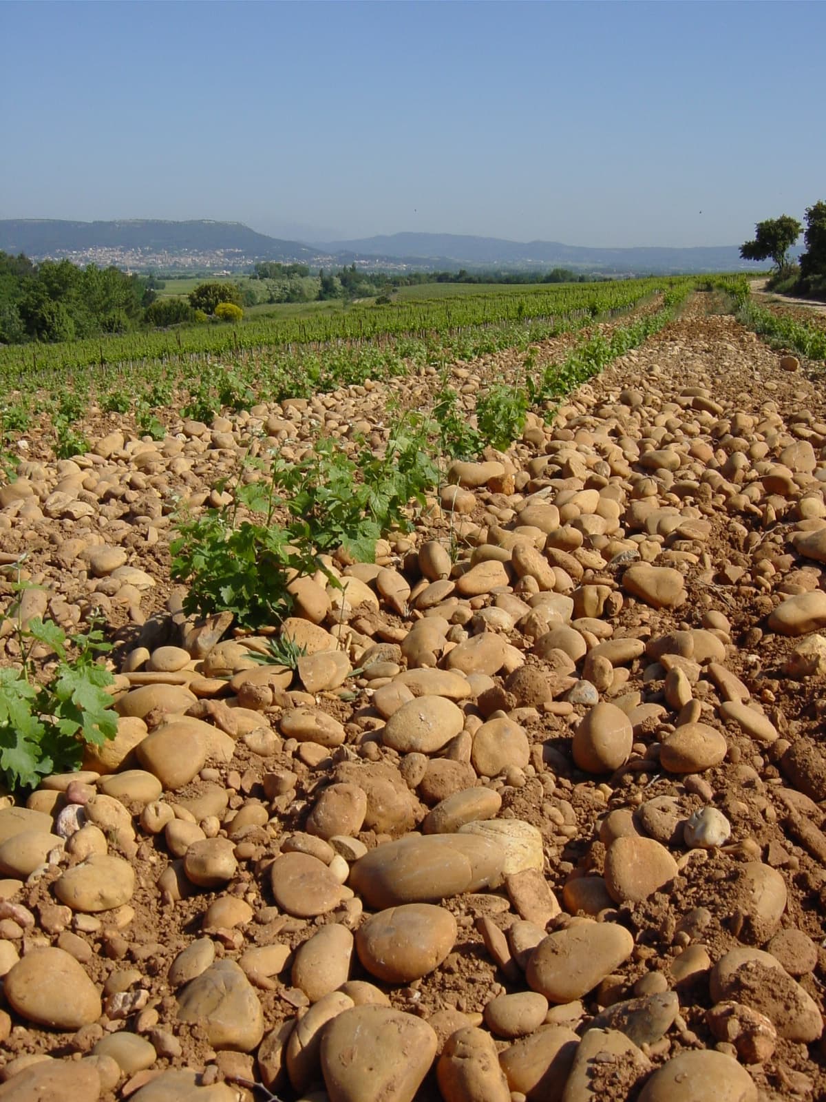 Domaine Duseigneur gallery image 15