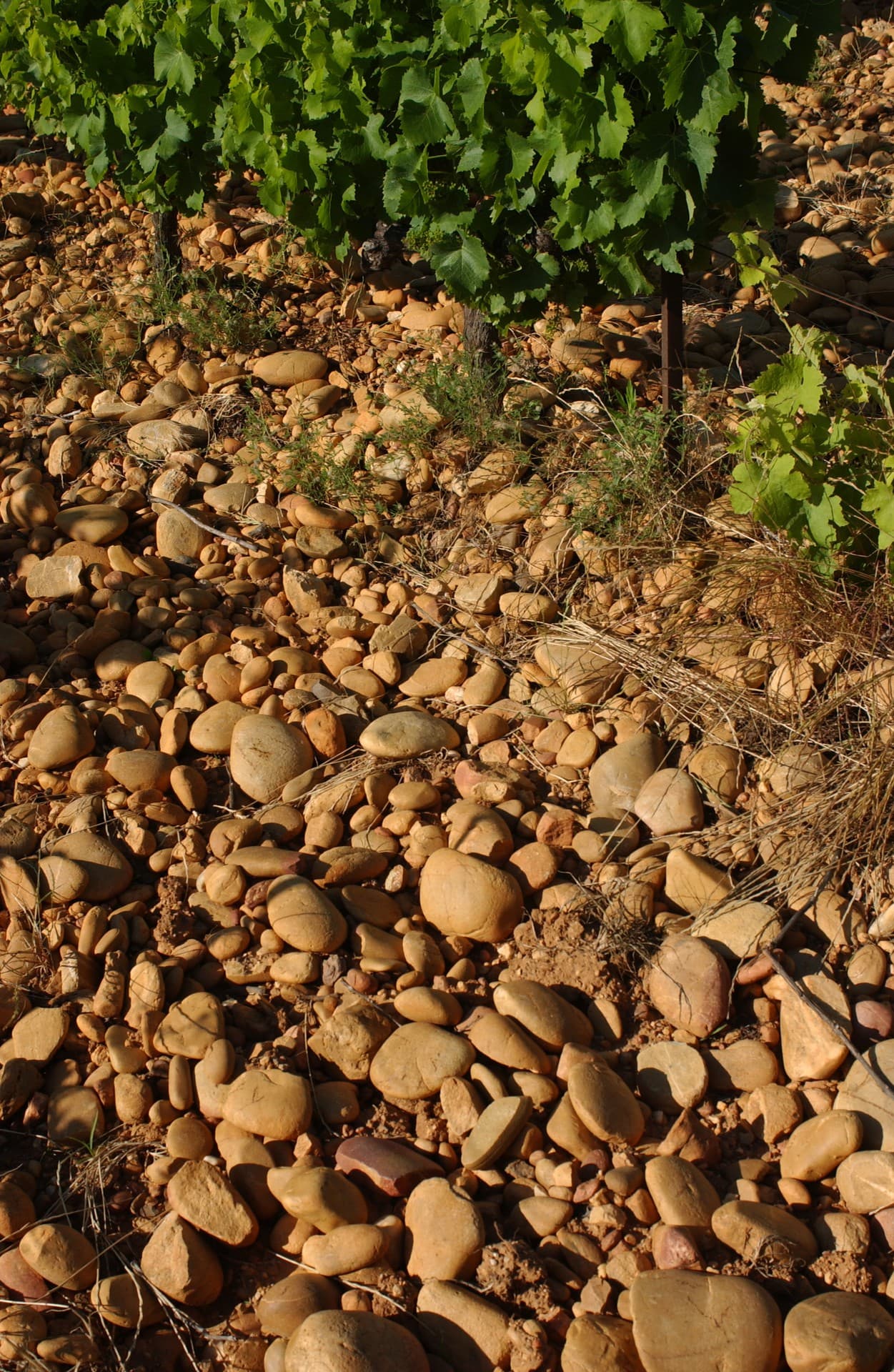 Domaine Duseigneur gallery image 28