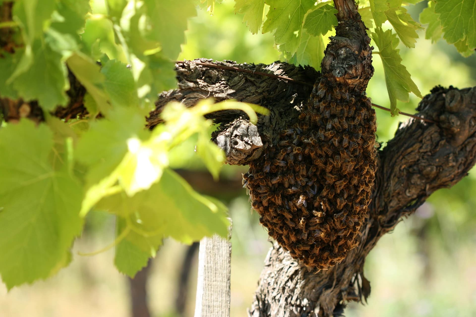 Domaine Duseigneur gallery image 3