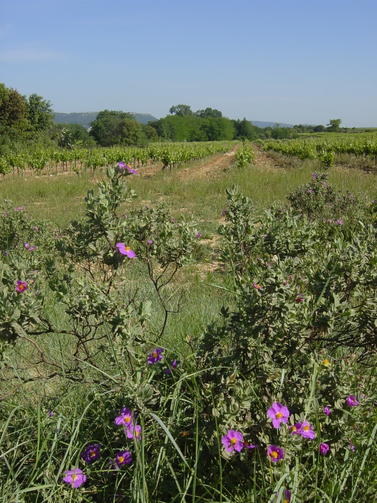 Domaine Duseigneur gallery image 8