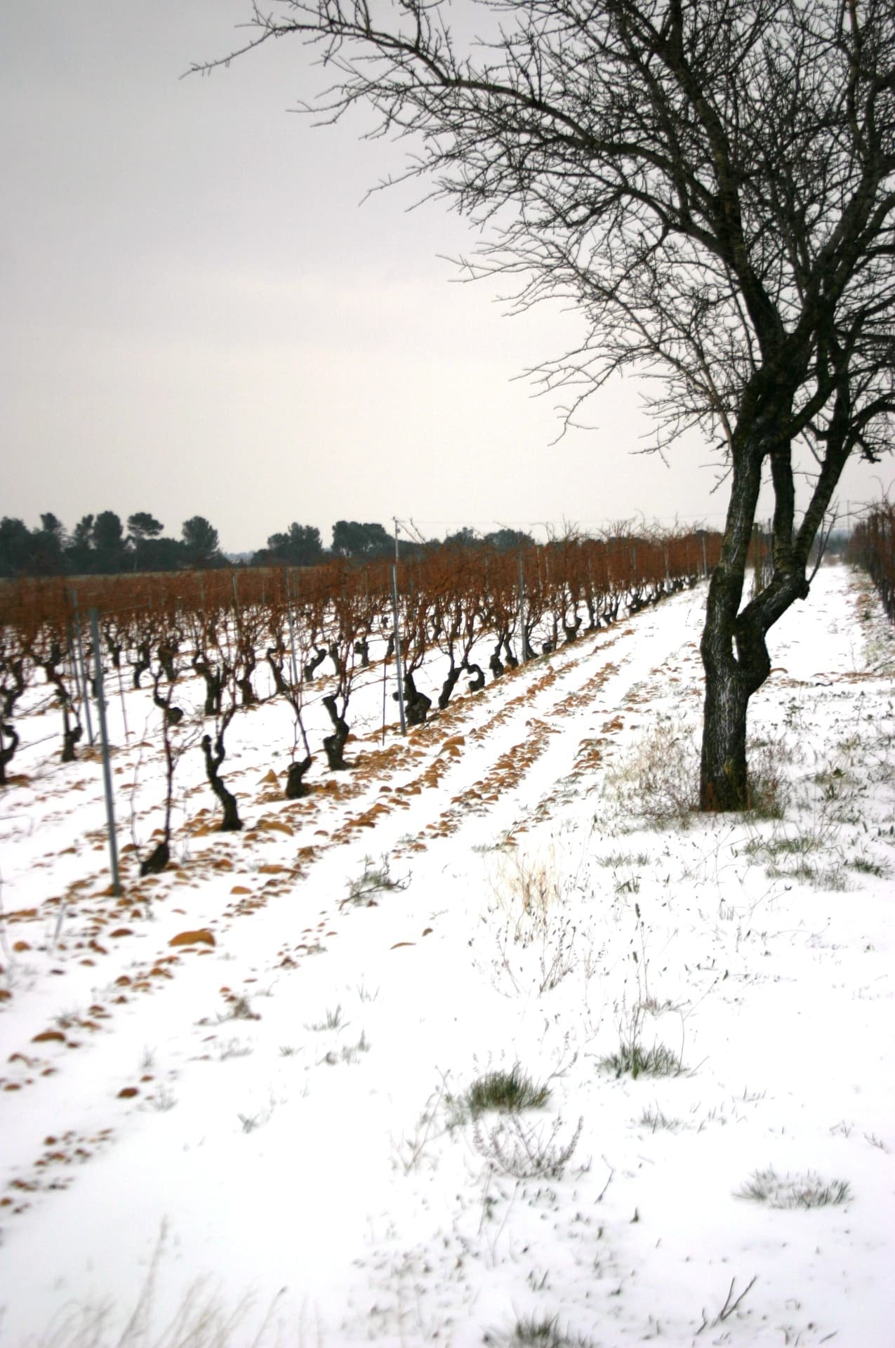 Domaine Duseigneur gallery image 24