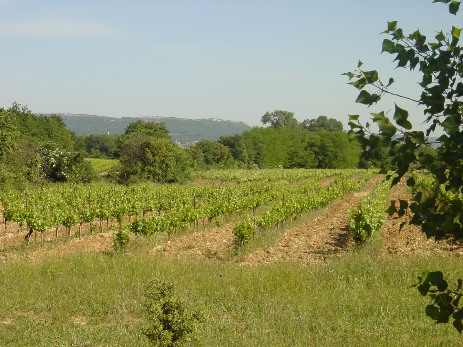 Domaine Duseigneur gallery image 31