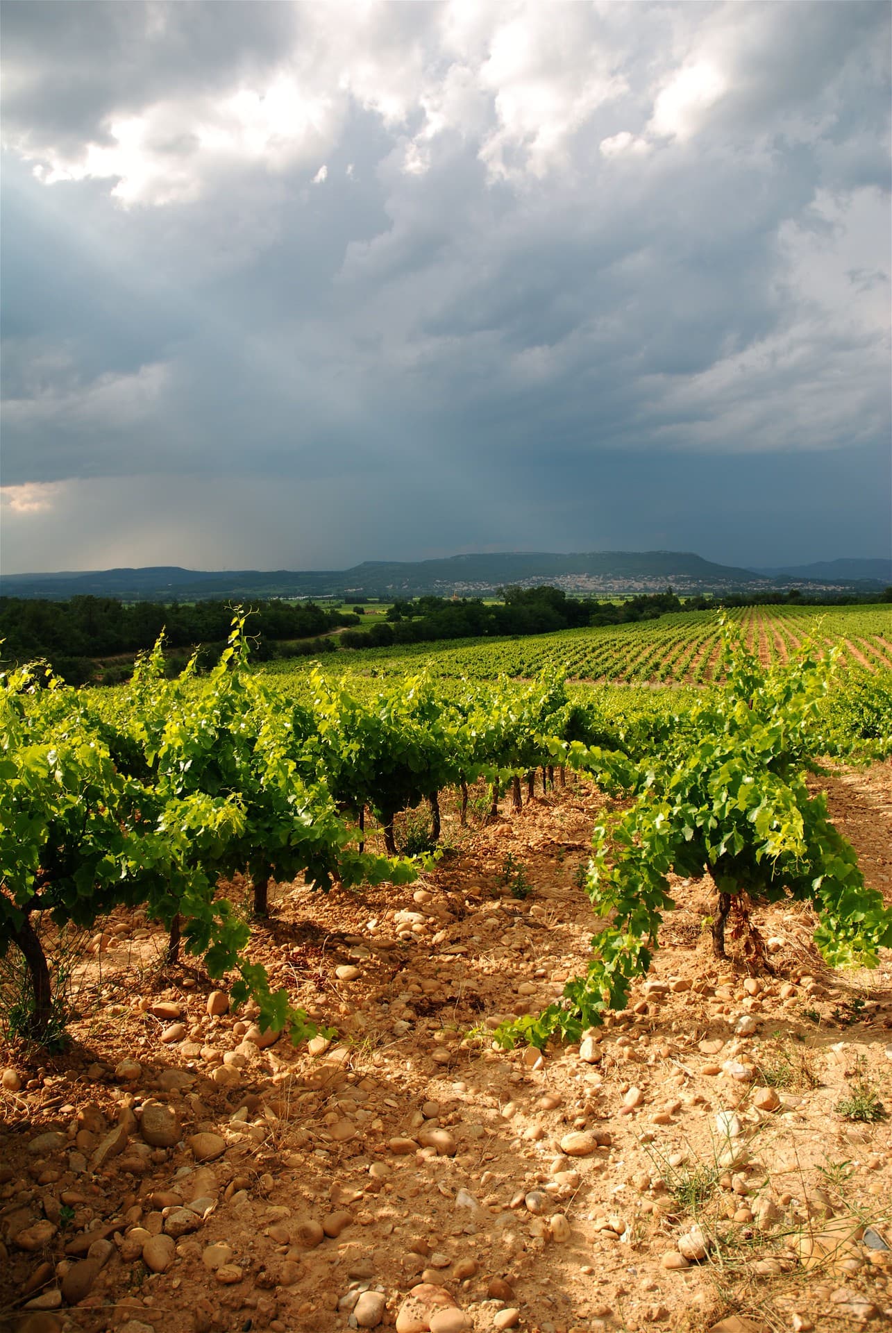 Domaine Duseigneur gallery image 2