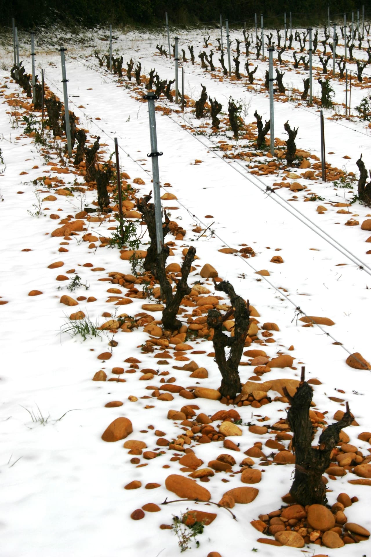 Domaine Duseigneur gallery image 19