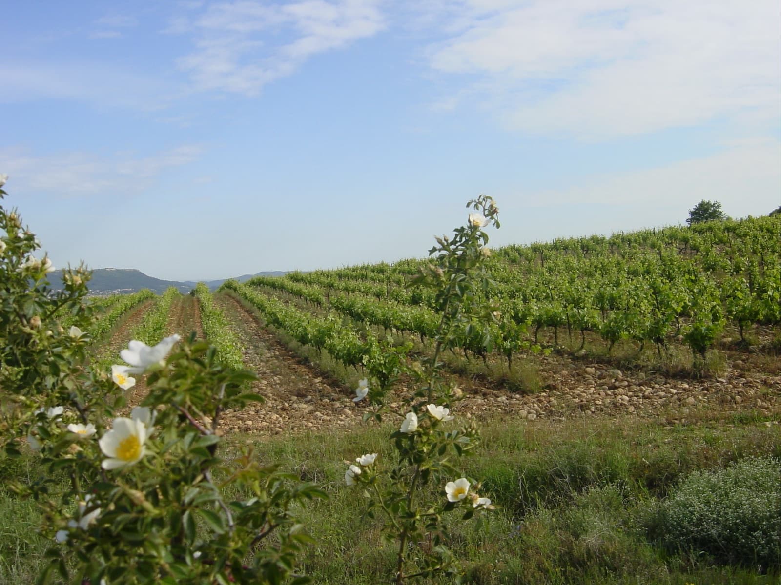 Domaine Duseigneur gallery image 18