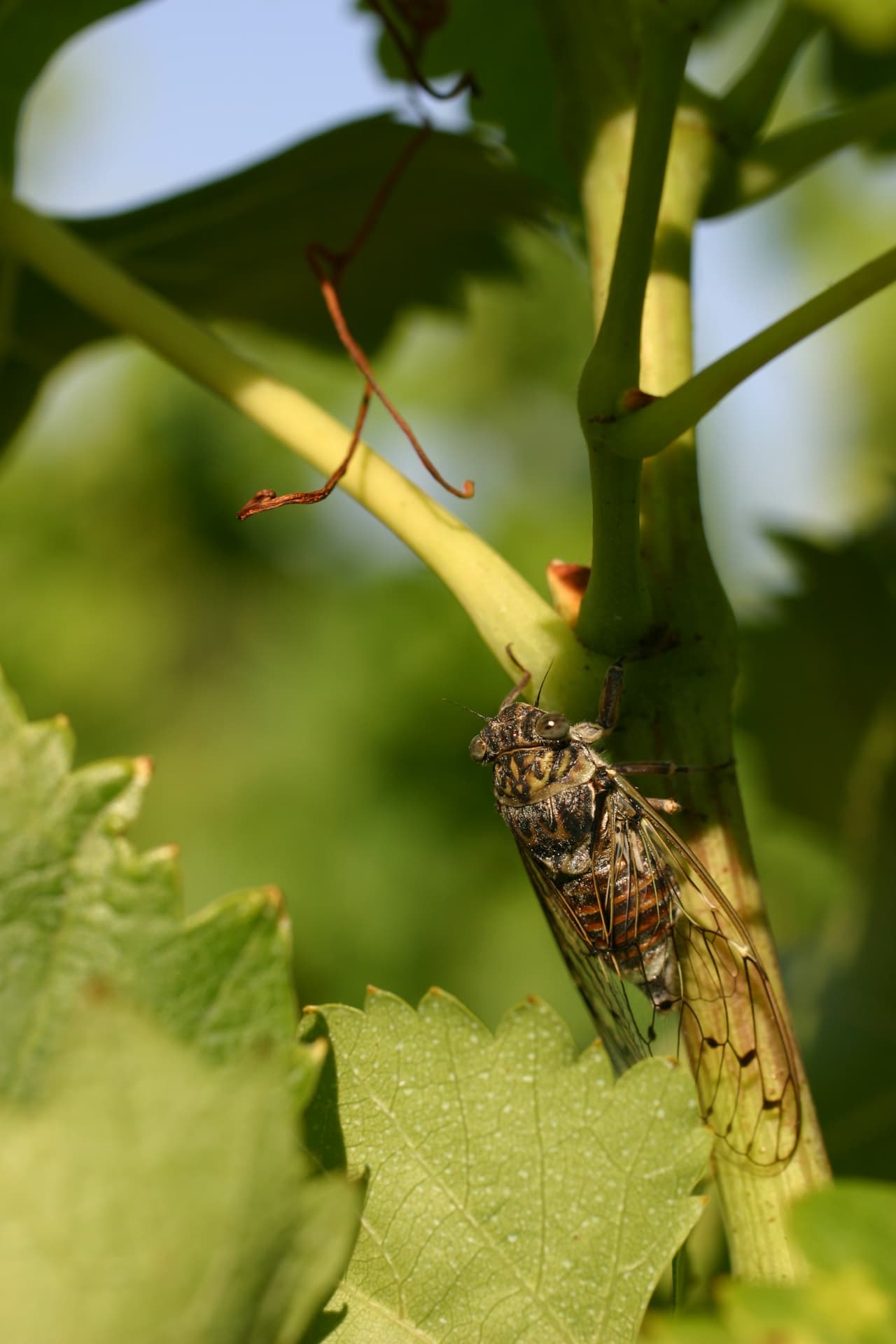 Domaine Duseigneur gallery image 16