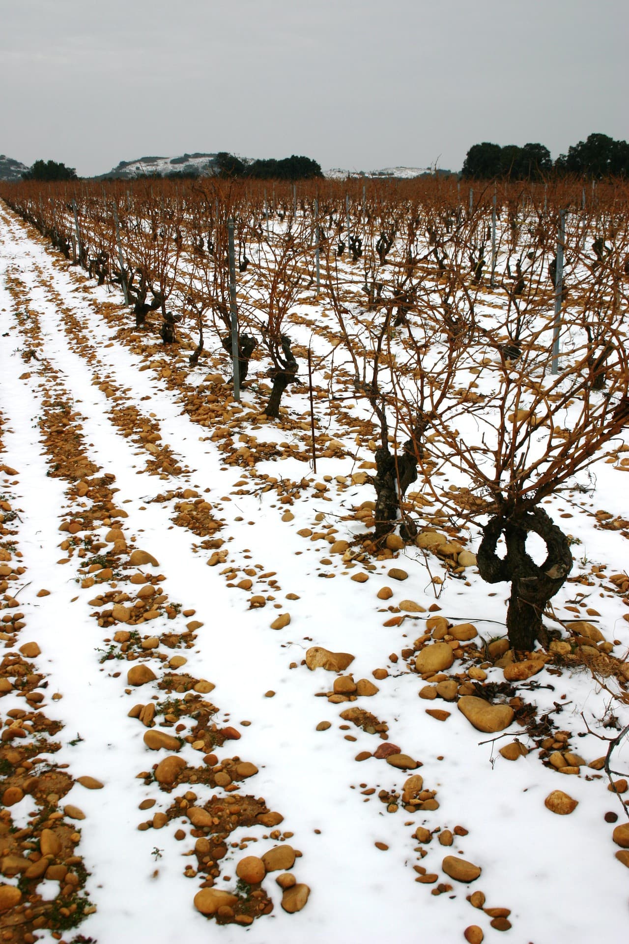 Domaine Duseigneur gallery image 4