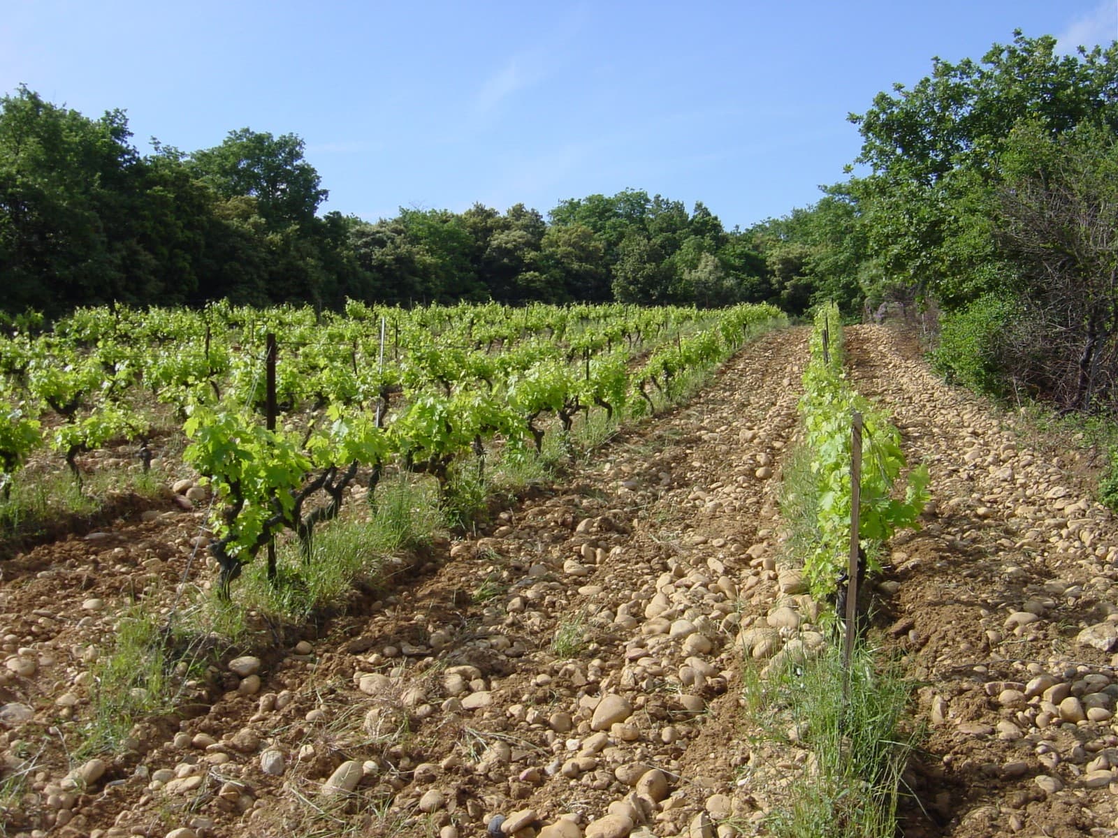 Domaine Duseigneur header