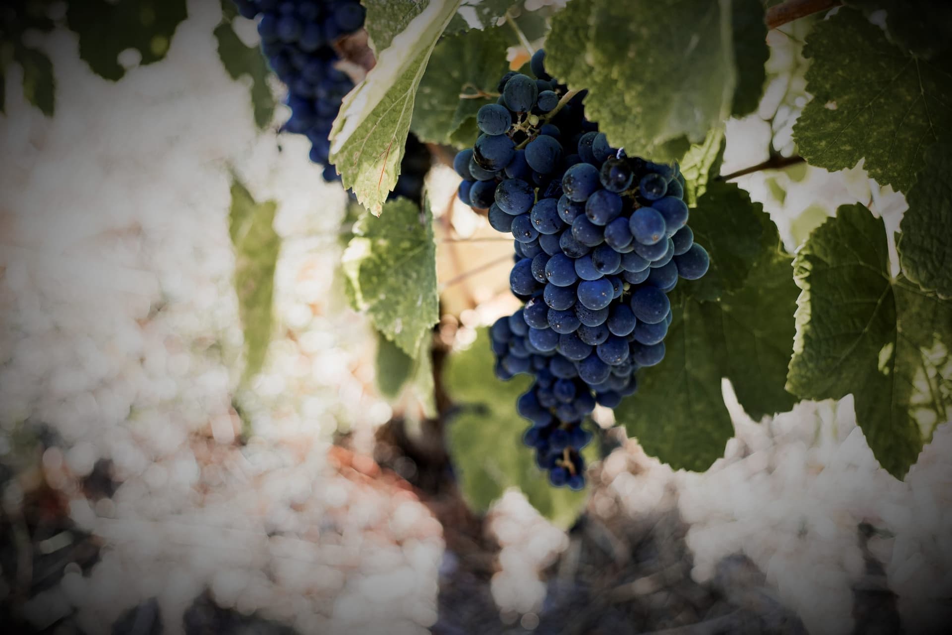 Quinta da Foz gallery image 8