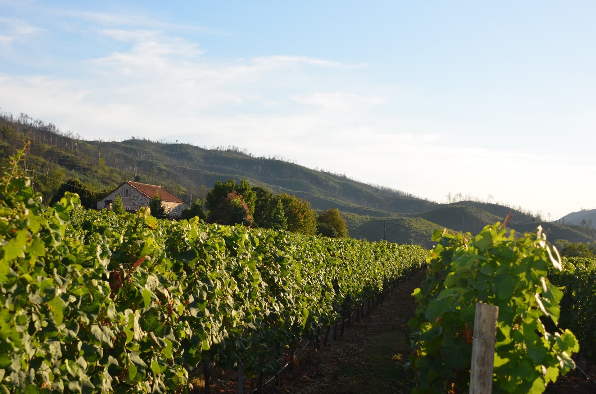 Quinta da Foz gallery image 9