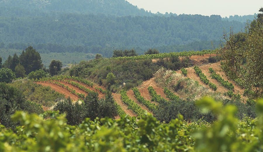 Edetària gallery image 5