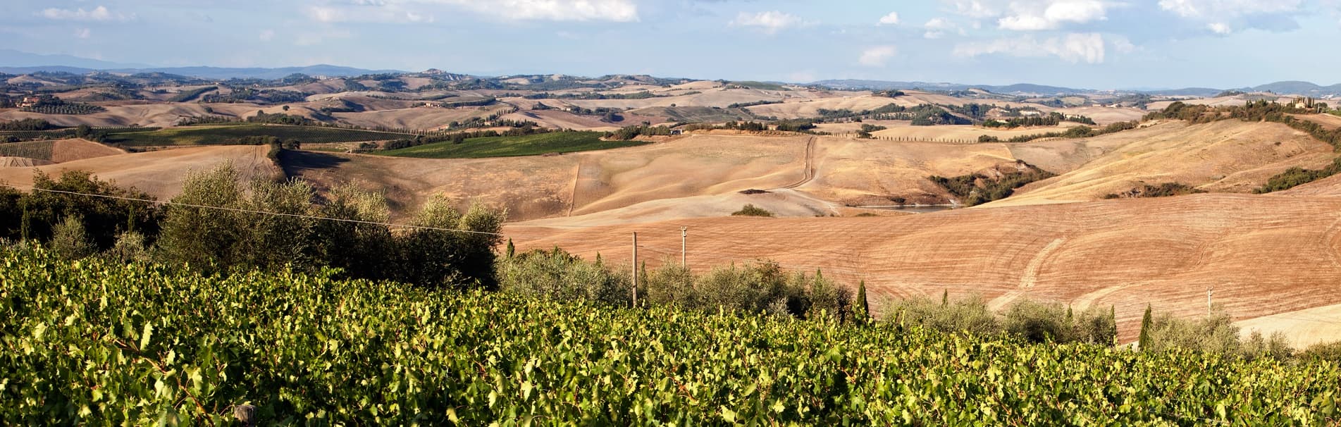 Baricci gallery image 5